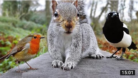 Videos for Cats to Watch Birds and Squirrel Fun