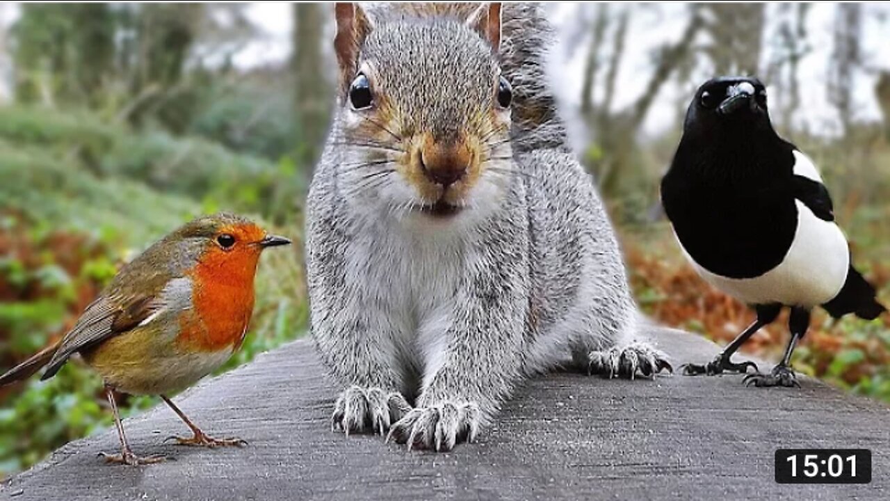 Videos for Cats to Watch Birds and Squirrel Fun