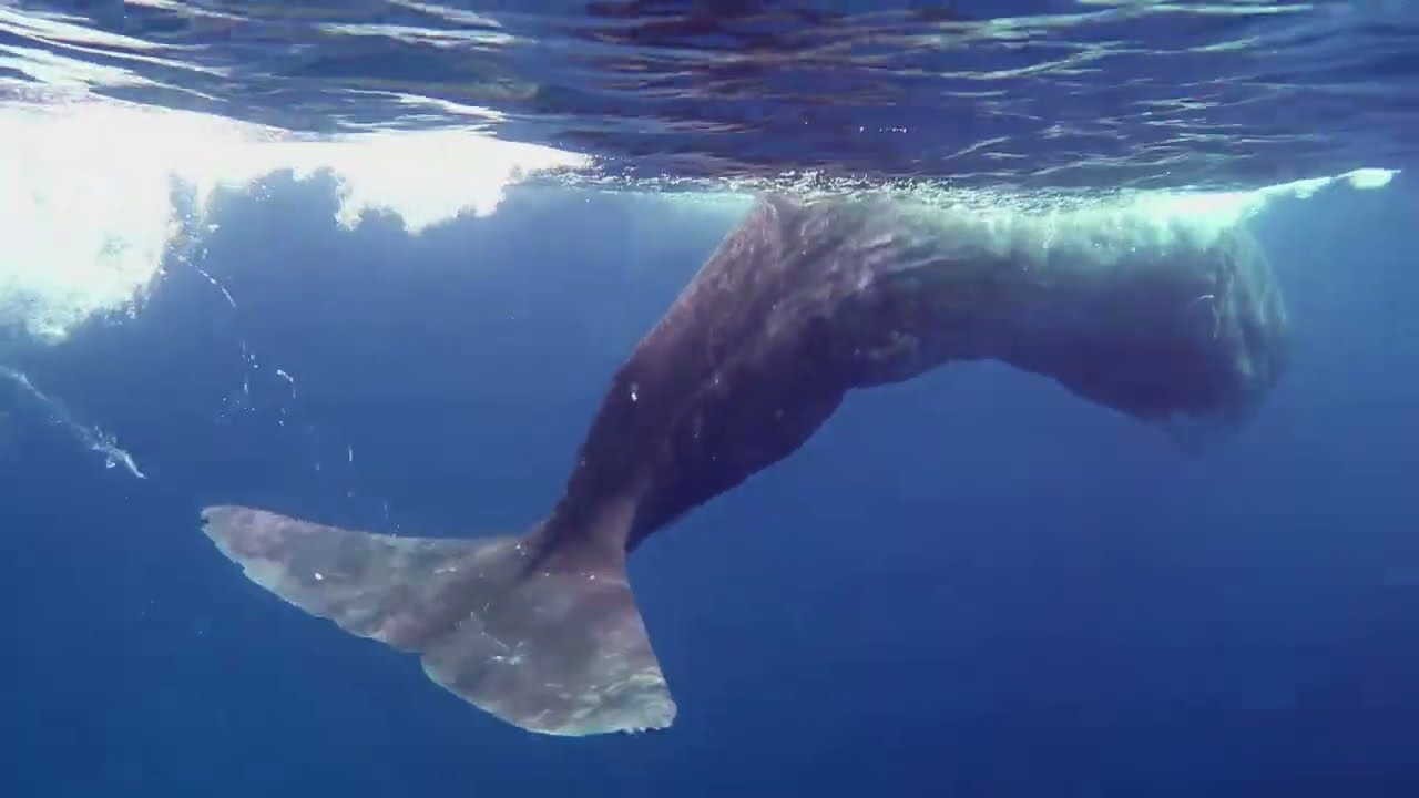 Blue Whale: The Largest Animal In The World