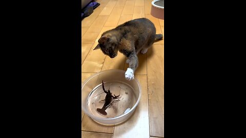 Funny Animal Compilation 2024