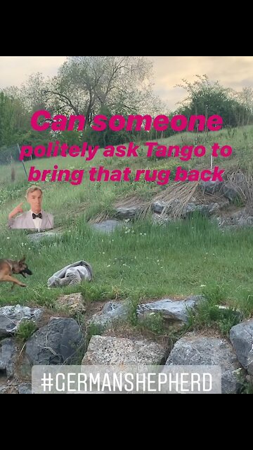 My German Shepherd stole our rug!