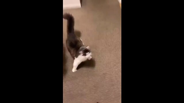 Smart cat 🐈