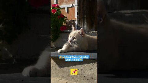 cute cat videos 😹funny videos 😂1341😻#shorts #catvideos #funnycatsvideos #cat #funny_cat #cutecat