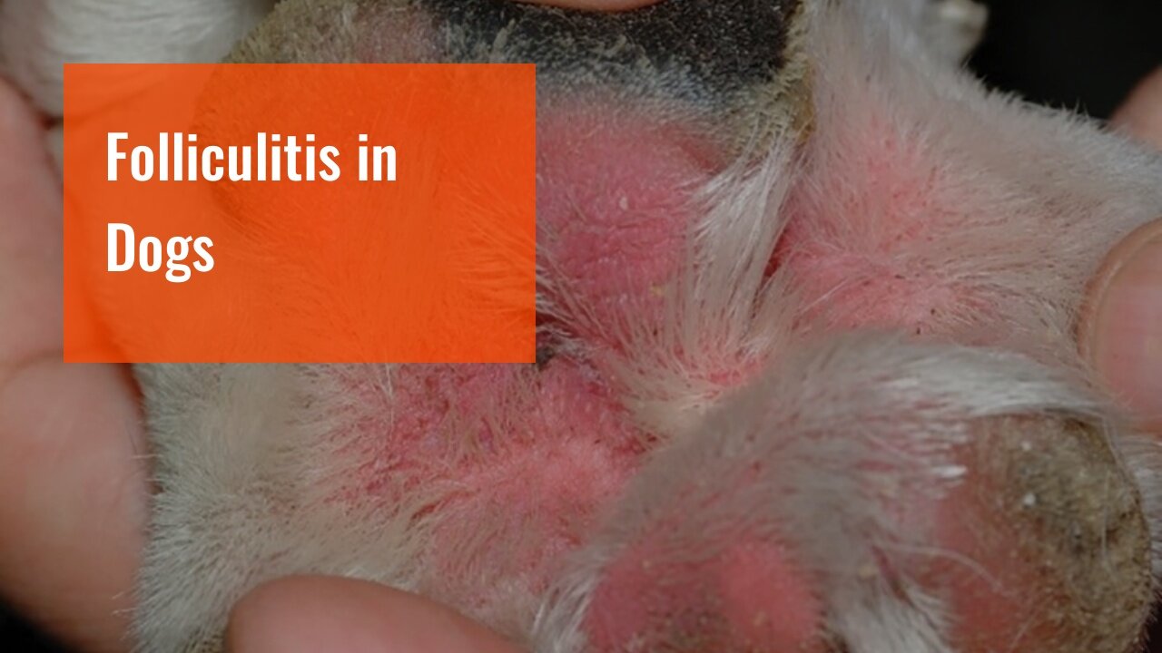 Folliculitis in Dogs