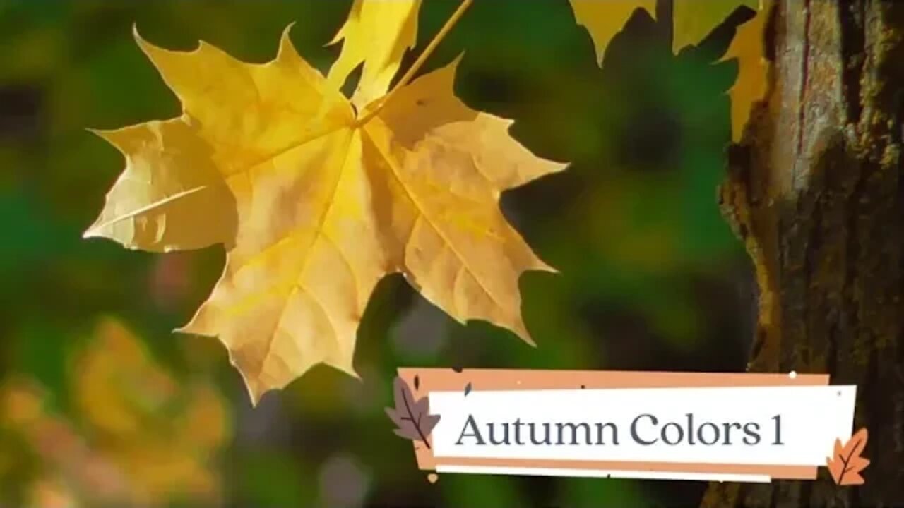 Autumn Colors 1