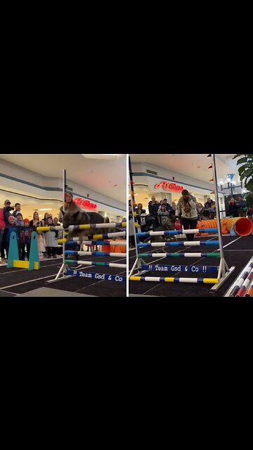 German Shepherd Decides To Play With Obstacle Course