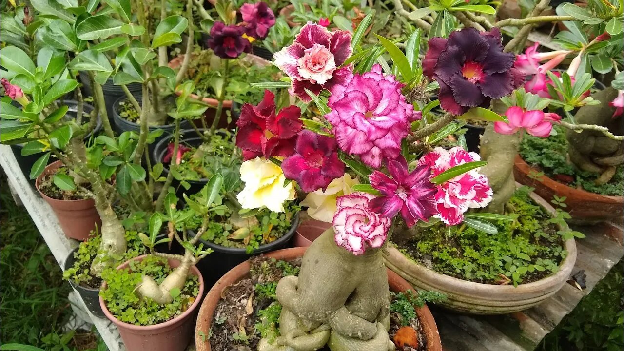 belas mudas de rosas do deserto a venda em Niterói RJ