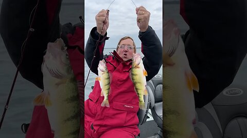 Perch fishing on Lake Erie #fishing #justfishing