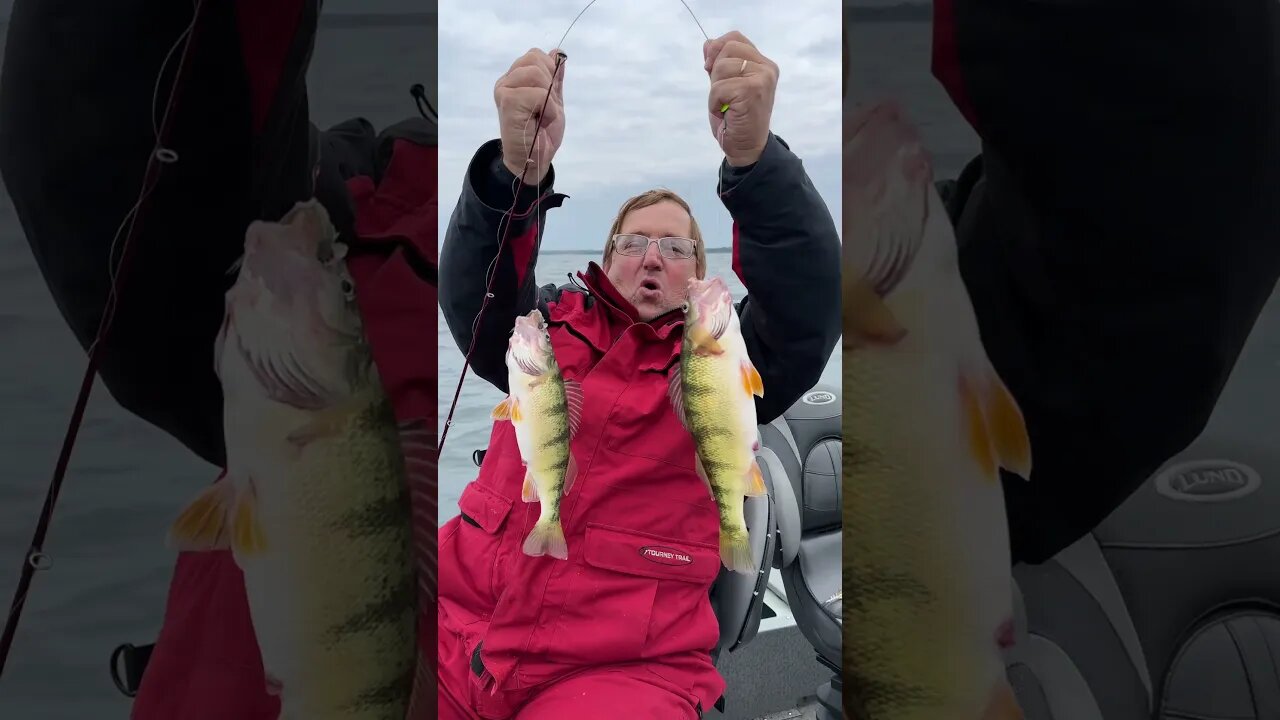 Perch fishing on Lake Erie #fishing #justfishing