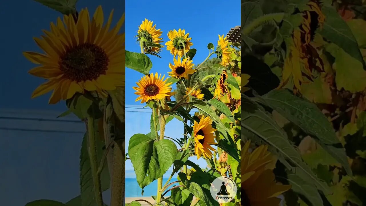 Soothing Sunflowers Happy Sunflowers Swaying in the Breeze 🌻 Relaxing Nature Short #sunflowers