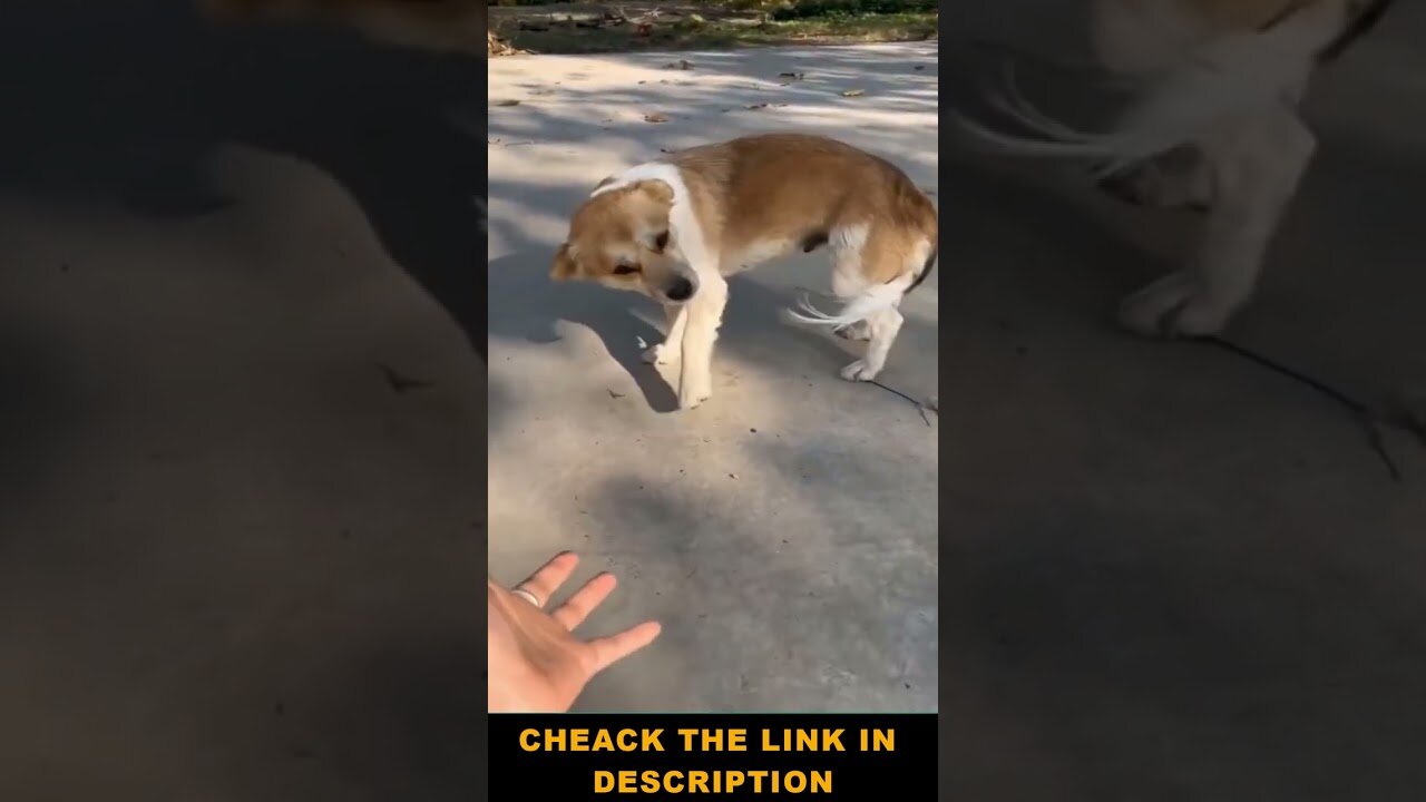 Pawsitively Hilarious : A compilation of the funniest dogs and cats videos