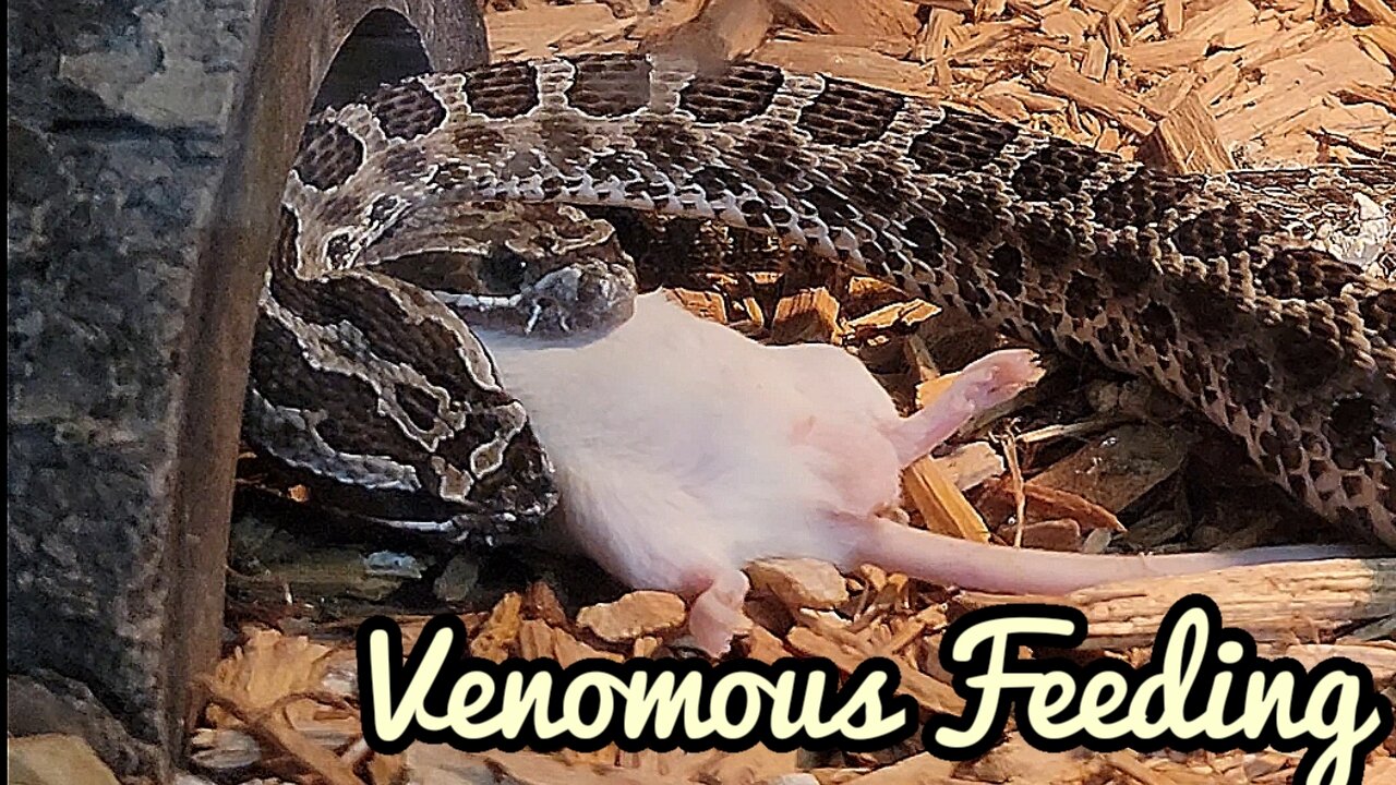 Massasauga Rattlesnakes Live Feeding Documentary