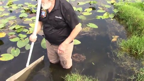 FATHER FISH GETS WET COLLECTING TINY FLORIDA ORNAMENTAL FISH