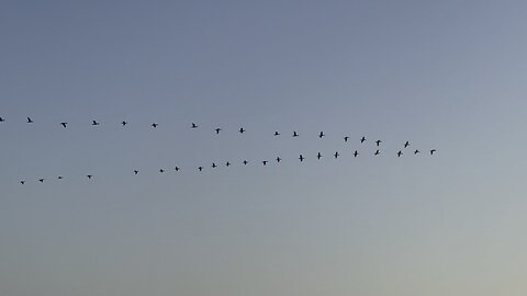 Beautiful Birds & Sea