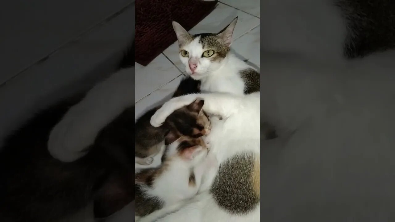 Induk Kucing Kampung Menyusui Anaknya