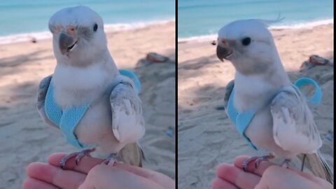 Cute bird video