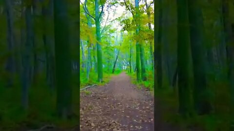 Walking through an eerie Forrest during the day