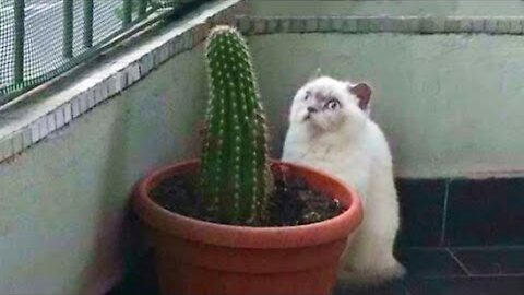 Funniest Cats 😹 - Don't try to hold back Laughter 😂 - Funny Cats Hack – 89