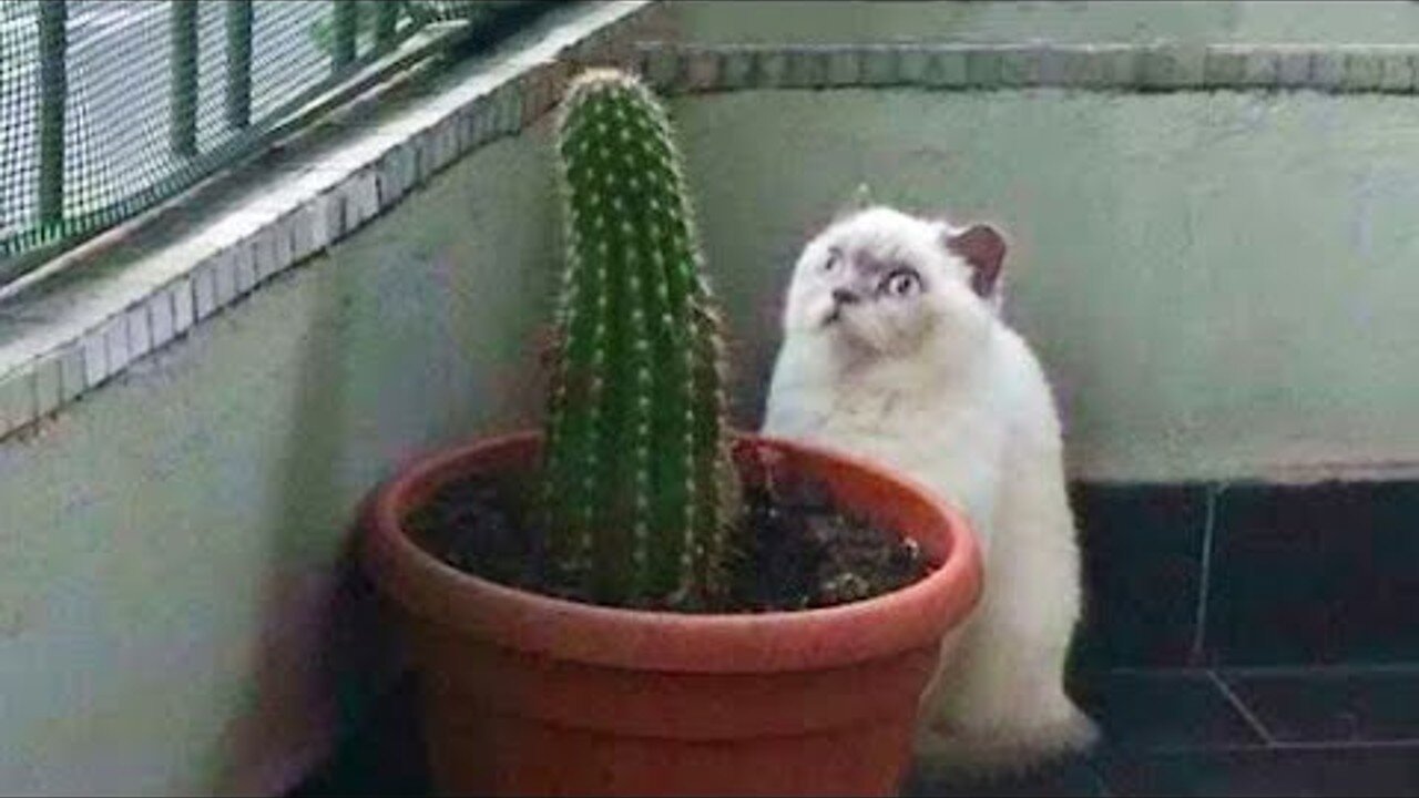 Funniest Cats 😹 - Don't try to hold back Laughter 😂 - Funny Cats Hack – 89
