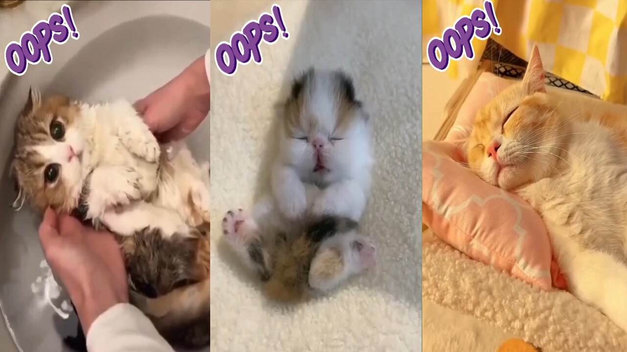 Cute 😍 Cat 😺 Funny Moments