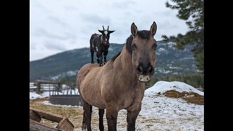 AMAZING HORSES From Around the World