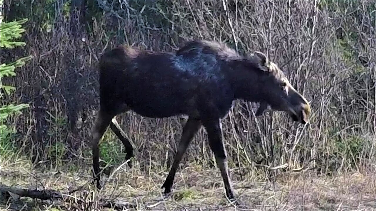 Gigantic moose walks past shocked hikers on woodland trail