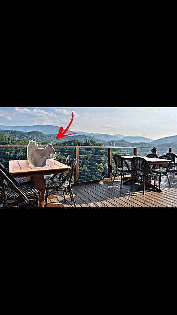 Having dinner then a Squirrel shows up