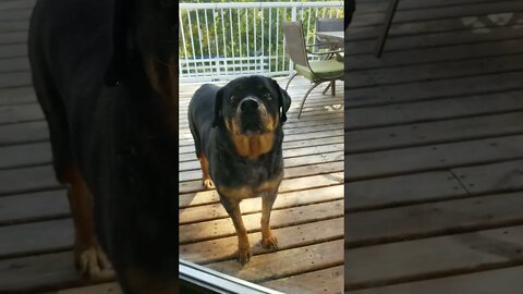Rottweiller Hello!😄💖 #rottweiler #shorts