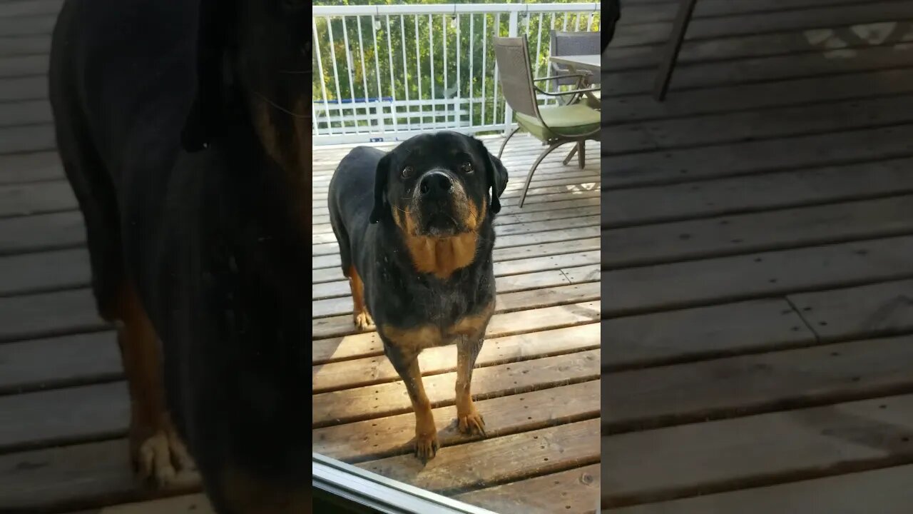 Rottweiller Hello!😄💖 #rottweiler #shorts