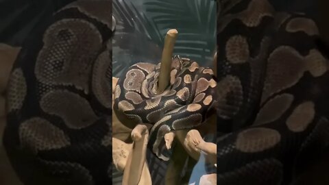 A Ball Python at the zoo