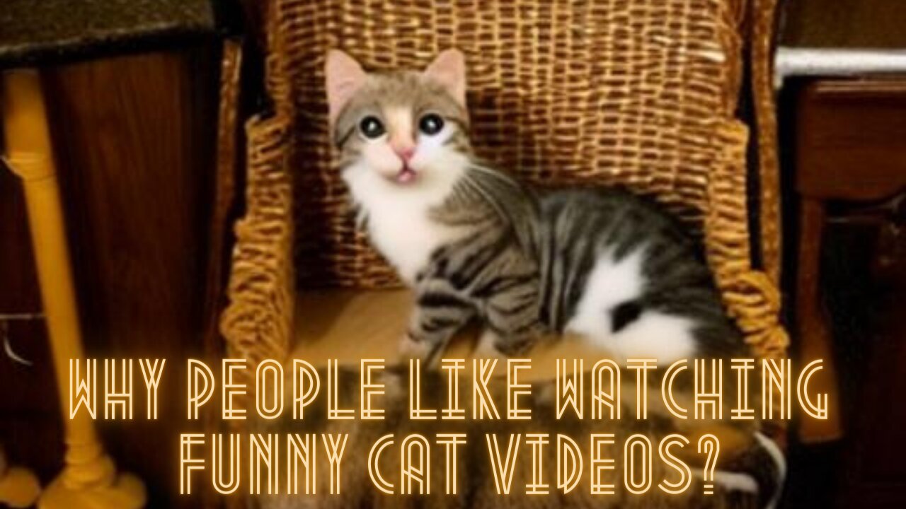 why people like watching funny cat videos?