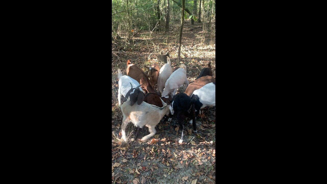 Feeding baby goats | DDRanch | FarmLiving