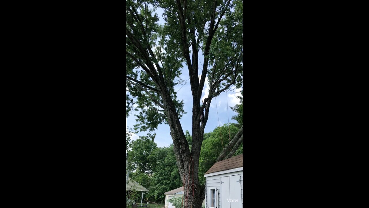 A 60 year old giant old tree cut