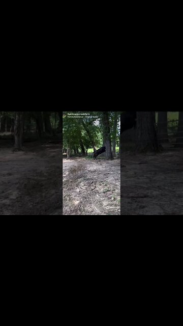 Cow #503 doing her best to misbehave!! #cattle #cow #ranchlife #farm #farmlife #misbehaving #jump