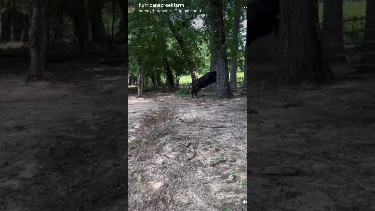 Cow #503 doing her best to misbehave!! #cattle #cow #ranchlife #farm #farmlife #misbehaving #jump