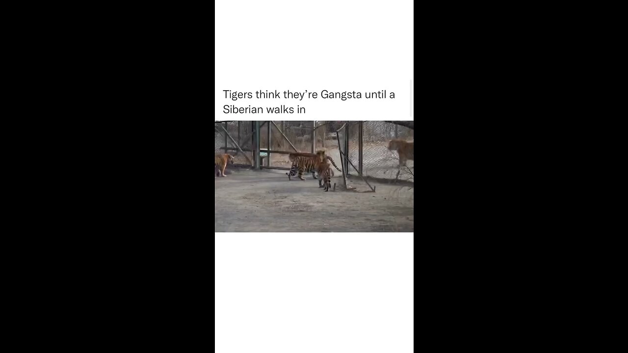 Tiger think they are great