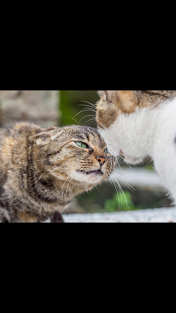 funny Animals video 2023| #55 cat FIGHTING |New funniest animal videos 2024