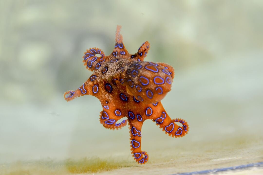 How to Survive the Blue Ringed Octopus Bite