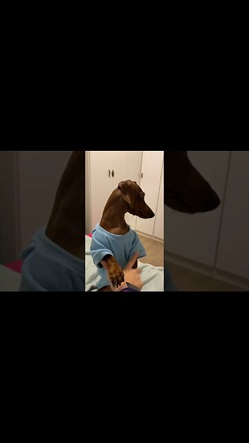 O vídeo que fez todo mundo se apaixonar pela Berê #foryou