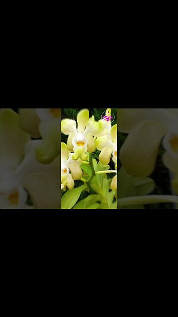 🥹 Once Upon a Time 😪 In Memoriam 😭 Vanda Orchids that I lost 😢 #ninjaorchids #shorts