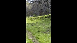 Sheep Herding Dog at Work