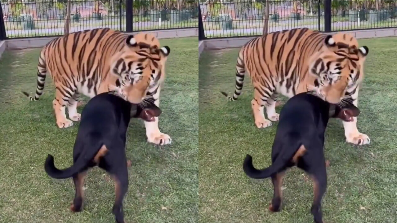 Tiger and dog are friends_ best fiend