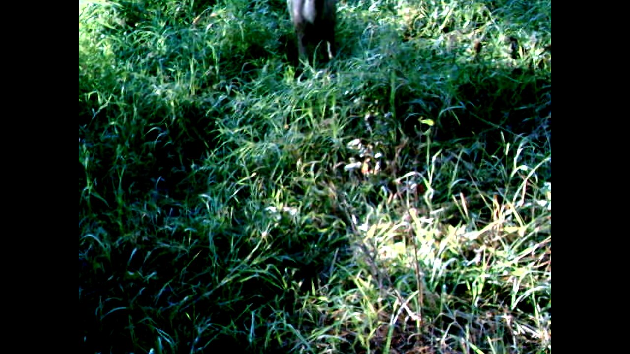 White Tail Buck