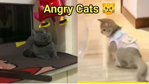 Angry Cats video 2022 😾😾😾😾