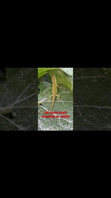 An Anole Lizard snacking on Aphids in my garden