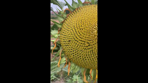 Sunflower fractals