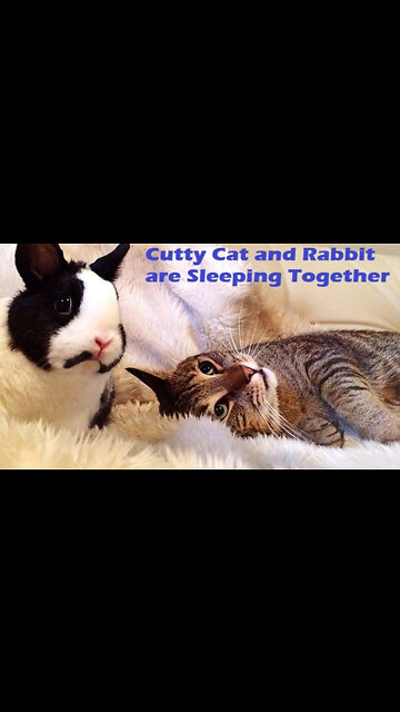 Cutty Cat and Rabbit are Sleeping Together (Viral)
