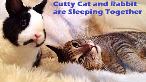 Cutty Cat and Rabbit are Sleeping Together (Viral)