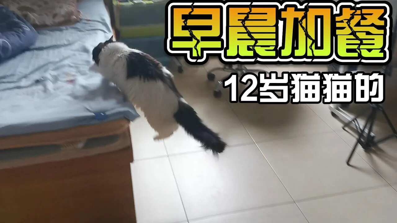 12岁猫猫的早上加餐