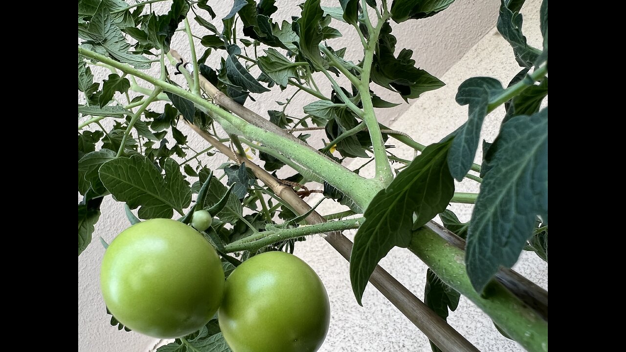 Balcony tomatoes